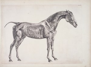 Levy hevosen anatomiasta, n. 1766 tekijältä George Stubbs