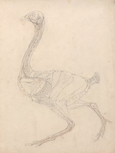 Tutkimus linnusta, sivuttaisnäkymä, kaavio taulukon XV avaimesta, vertailevasta anatomisesta esityksestä ihmiskehon rakenteesta tiikerin ja linnun kehon rakenteeseen, 1795-1806 (grafiitti & re tekijältä George Stubbs