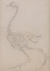 Tutkimus linnusta, sivuttaisnäkymä, vertailevasta anatomisesta esityksestä ihmiskehon rakenteesta tiikerin ja linnun rakenteen kanssa, 1795-1806 (grafiitti ohuella kudospaperilla) tekijältä George Stubbs