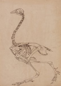 Tutkimus linnusta, sivuttaisnäkymä, vertailevasta anatomisesta esityksestä ihmiskehon rakenteesta tiikerin ja kanun rakenteen kanssa, 1795-1806 (kynä & muste ja grafiitti ohuella kudospaperilla) tekijältä George Stubbs