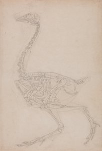 Tutkimus linnusta, sivuttaisnäkymä, vertailevasta anatomisesta esityksestä ihmiskehon rakenteesta tiikerin ja linnun rakenteen kanssa, 1795-1806 (grafiitti raskaalle kudospaperille) tekijältä George Stubbs