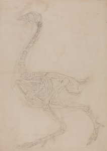 Tutkimus linnusta, sivuttaisnäkymä, vertailevasta anatomisesta esityksestä ihmiskehon rakenteesta tiikerin ja linnun rakenteeseen, 1795-1806 (grafiitti kudospaperille) tekijältä George Stubbs