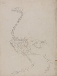 Tutkimus linnusta, sivuttaisnäkymä, vertailevasta anatomisesta esityksestä ihmiskehon rakenteesta tiikerin ja linnun rakenteen kanssa, 1795-1806 (grafiitti ohuella kudospaperilla) tekijältä George Stubbs