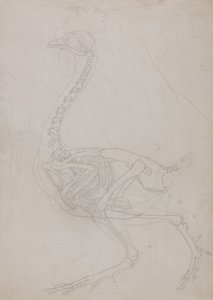 Tutkimus linnusta, sivuttaisnäkymä, vertailevasta anatomisesta esityksestä ihmiskehon rakenteesta tiikerin ja linnun rakenteen kanssa, 1795-1806 (grafiitti ohuella kudospaperilla) tekijältä George Stubbs