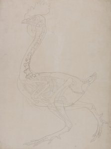 Tutkimus linnusta, sivuttaisnäkymä, vertailevasta anatomisesta esityksestä ihmiskehon rakenteesta tiikerin ja linnun rakenteen kanssa, 1795-1806 (grafiitti ohuella kudospaperilla) tekijältä George Stubbs