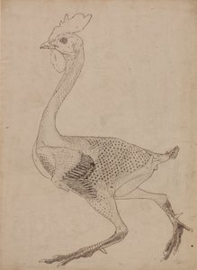 Tutkimus linnusta, sivuttaisnäkymä, vertailevasta anatomisesta esityksestä ihmiskehon rakenteesta tiikerin ja linnun rakenteen kanssa, 1795-1806 (kynä ja muste grafiitin ja punaisen liidun päällä s. tekijältä George Stubbs