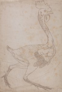 Tutkimus linnusta, sivuttaisnäkymä, vertailevasta anatomisesta esityksestä ihmiskehon rakenteesta tiikerin ja linnun rakenteen kanssa, 1795-1806 (grafiitti ja punainen liitu paperille) tekijältä George Stubbs
