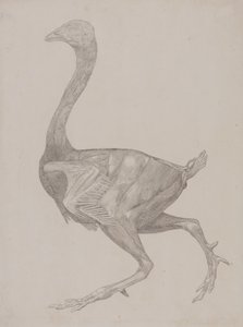 Tutkimus linnusta, sivuttaisnäkymä, vertailevasta anatomisesta esityksestä ihmiskehon rakenteesta tiikerin ja linnun rakenteen kanssa, 1795-1806 (grafiitti ohuella kudospaperilla) tekijältä George Stubbs