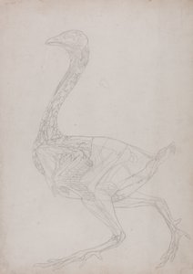 Tutkimus linnusta, sivuttaisnäkymä, vertailevasta anatomisesta esityksestä ihmiskehon rakenteesta tiikerin ja linnun rakenteen kanssa, 1795-1806 (grafiitti ohuella kudospaperilla) tekijältä George Stubbs