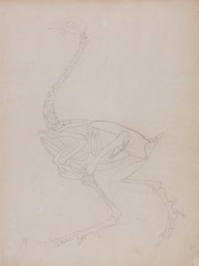 Tutkimus linnusta, sivuttaisnäkymä, vertailevasta anatomisesta esityksestä ihmiskehon rakenteesta tiikerin ja linnun rakenteen kanssa, 1795-1806 (grafiitti ohuella kudospaperilla) tekijältä George Stubbs