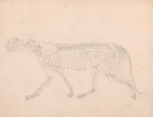 Tutkimus tiikeristä, sivuttaisnäkymä, vatsan sisäelimet paljaana, vertailevasta anatomisesta esityksestä ihmiskehon rakenteesta tiikerin ja kanan rakenteen kanssa, n. 1795-1806 (grafiitti päällä tekijältä George Stubbs