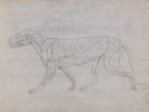 Tutkimus tiikeristä, sivuttaisnäkymä, vertailevasta anatomisesta esityksestä ihmiskehon rakenteesta tiikerin ja linnun rakenteen kanssa, n. 1795-1806 (grafiitti ja muste kasettipaperilla) tekijältä George Stubbs