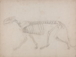 Tutkimus tiikeristä, sivuttaisnäkymä, vertailevasta anatomisesta esityksestä ihmiskehon rakenteesta tiikerin ja linnun rakenteen kanssa, 1795-1806 (grafiitti raskaalle kudospaperille) tekijältä George Stubbs