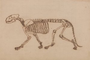 Tutkimus tiikeristä, sivuttaisnäkymä, vertailevasta anatomisesta näyttelystä ihmiskehon rakenteesta tiikerin ja linnun rakenteen kanssa, 1795-1806 (musta muste liitugrafiitin päällä raskaan pinnan päällä tekijältä George Stubbs