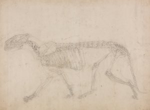 Tutkimus tiikeristä, sivuttaisnäkymä, vertailevasta anatomisesta esityksestä ihmiskehon rakenteesta tiikerin ja linnun rakenteen kanssa, 1795-1806 (grafiitti raskaalle kudospaperille) tekijältä George Stubbs