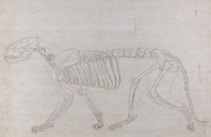 Tutkimus tiikeristä, sivuttaisnäkymä, vertailevasta anatomisesta näyttelystä ihmiskehon rakenteesta tiikerin ja linnun rakenteeseen, 1795-1806 (grafiitti ohuella kudospaperilla) tekijältä George Stubbs