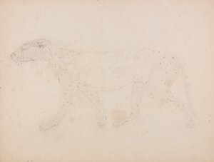 Tutkimus tiikeristä, sivuttaisnäkymä, vertailevasta anatomisesta näyttelystä ihmiskehon rakenteesta tiikerin ja linnun rakenteeseen, 1795-1806 (grafiitti kudospaperille) tekijältä George Stubbs