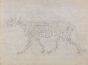 Tutkimus tiikeristä, sivuttaisnäkymä, vertailevasta anatomisesta näyttelystä ihmiskehon rakenteesta tiikerin ja linnun rakenteeseen, 1795-1806 (grafiitti ohuella kudospaperilla) tekijältä George Stubbs