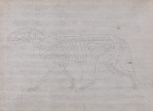 Tutkimus tiikeristä, sivuttaisnäkymä, vertailevasta anatomisesta näyttelystä ihmiskehon rakenteesta tiikerin ja linnun rakenteeseen, 1795-1806 (grafiitti ohuella kudospaperilla) tekijältä George Stubbs