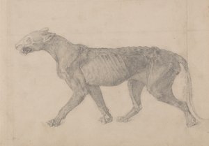Tutkimus tiikeristä, sivuttaisnäkymä, vertailevasta anatomisesta näyttelystä ihmiskehon rakenteesta tiikerin ja linnun rakenteen kanssa, 1795-1806 (grafiitti paperille) tekijältä George Stubbs