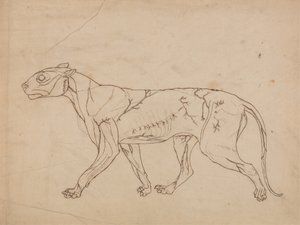 Tutkimus tiikeristä, sivuttaisnäkymä, vertailevasta anatomisesta esityksestä ihmiskehon rakenteesta tiikerin ja linnun rakenteen kanssa, 1795-1806 (grafiitti raskaalle kudospaperille) tekijältä George Stubbs