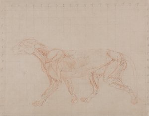 Tutkimus tiikeristä, sivukuva, teoksesta A Comparative Anatomical Exposition of the Structure of the Human Body with that of a Tiger and a Common Fowl, 1795-1806 (punaliitu-grafiitti vohvelipaperille). tekijältä George Stubbs