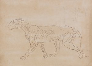 Tutkimus tiikeristä, sivuttaisnäkymä, vertailevasta anatomisesta näyttelystä ihmiskehon rakenteesta tiikerin ja linnun rakenteen kanssa, 1795-1806 (kynä ja musta muste grafiitin päällä kudottupaperilla tekijältä George Stubbs