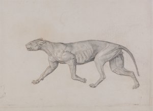 Tutkimus tiikeristä, sivuttaisnäkymä, vertailevasta anatomisesta esityksestä ihmiskehon rakenteesta tiikerin ja linnun rakenteen kanssa, 1795-1806 (grafiitti punaisella liidulla ohuella kudospaperilla tekijältä George Stubbs