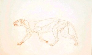 Tutkimus tiikeristä, sivuttaisnäkymä, vertailevasta anatomisesta näyttelystä ihmiskehon rakenteesta tiikerin ja linnun rakenteeseen, 1795-1806 (punainen liitugrafiitti kudospaperilla) tekijältä George Stubbs