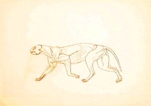 Tutkimus tiikeristä, sivuttaisnäkymä, vertailevasta anatomisesta esityksestä ihmiskehon rakenteesta tiikerin ja linnun rakenteen kanssa, 1795-1806 (kynä ja muste punaisella liidulla ohuella kudospaperilla tekijältä George Stubbs