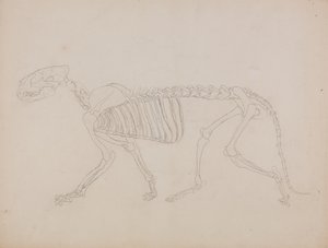 Tutkimus tiikeristä, sivuttainen näkymä ihmiskehon rakenteen vertailevasta anatomisesta näyttelystä tiikerin ja tavallisen linnun rakenteeseen tekijältä George Stubbs
