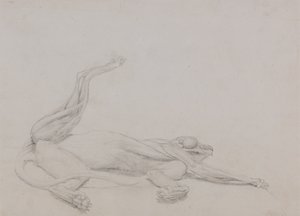 Tutkimus tiikeristä, makaava, katsottuna vatsaan, vertailevasta anatomisesta esityksestä ihmiskehon rakenteesta tiikerin ja linnun rakenteen kanssa, 1795-1806 (grafiittia ohuella kudospaperilla tekijältä George Stubbs