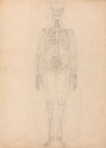 Tutkimus ihmishahmosta, Etunäkymä, Taulukon I avaimen kaavio, vertailevasta anatomisesta esityksestä ihmiskehon rakenteesta tiikerin ja linnun rakenteen kanssa, n. 1795-1806 (g tekijältä George Stubbs