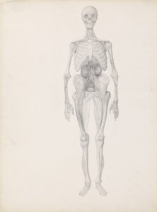 Tutkimus ihmishahmosta, Etunäkymä, Leikkauksen viimeinen vaihe, julkaisusta "Ihmiskehon rakenteen vertaileva anatominen esitys tiikerin ja linnun rakenteeseen", n. 1795-1806 ( tekijältä George Stubbs