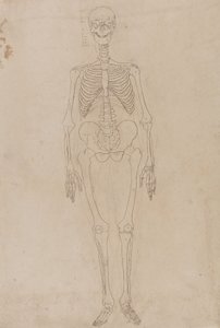 Tutkimus ihmishahmosta, etunäkymä, vertailevasta anatomisesta esityksestä ihmiskehon rakenteesta tiikerin ja linnun rakenteeseen, n. 1795-1806 (grafiitti ja muste paperille) tekijältä George Stubbs