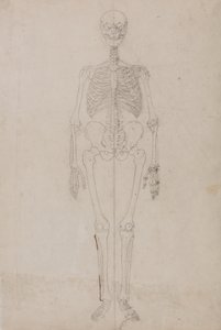 Tutkimus ihmishahmosta, etunäkymä, vertailevasta anatomisesta esityksestä ihmiskehon rakenteesta tiikerin ja linnun rakenteeseen, n. 1795-1806 (grafiitti ja muste paperille) tekijältä George Stubbs