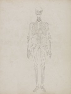 Tutkimus ihmishahmosta, etukuva, teoksesta "A Comparative Anatomical Exposition of the Structure of the Human Body with that of a Tiger and a Common Fowl", n. 1795-1806 (grafiitti ja muste paperille). tekijältä George Stubbs