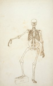 Tutkimus ihmisen hahmosta, etukuva, teoksesta "Vertaileva anatominen selvitys ihmisen ruumiin rakenteesta tiikerin ja kanan ruumiinrakenteeseen tekijältä George Stubbs