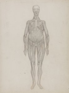 Tutkimus ihmishahmosta, etunäkymä, julkaisusta "Vertaileva anatominen esitys ihmiskehon rakenteesta tiikerin ja linnun rakenteeseen", n. 1795-1806 (grafiitti patruunapaperilla) tekijältä George Stubbs