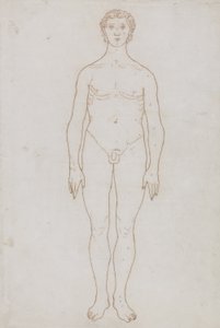 Tutkimus ihmishahmosta, etunäkymä, julkaisusta "Vertaileva anatominen esitys ihmiskehon rakenteesta tiikerin ja linnun rakenteen kanssa", n. 1795-1806 (punainen liitu paperille) tekijältä George Stubbs