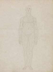 Study of the Human Figure, Anterior View, lähteestä "A comparative anatomical exposition of the structure of the human body with that of a tiger and a common fowl" (Ihmisen ruumiinrakenteen vertaileva anatominen selvitys tiikerin ja kanan ruumiinrakenteese tekijältä George Stubbs