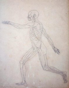 Tutkimus ihmishahmosta, sivuttaisnäkymä, vertailevasta anatomisesta esityksestä ihmiskehon rakenteesta tiikerin ja linnun rakenteen kanssa, n. 1795-1806 (grafiitti patruunapaperilla) tekijältä George Stubbs