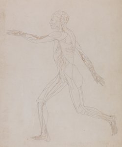 Tutkimus ihmishahmosta, sivuttaisnäkymä, vertailevasta anatomisesta esityksestä ihmiskehon rakenteesta tiikerin ja linnun rakenteen kanssa, n. 1795-1806 (grafiitti paperille) tekijältä George Stubbs