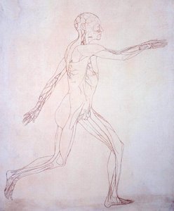 Tutkimus ihmishahmosta, sivuttaisnäkymä, vertailevasta anatomisesta esityksestä ihmiskehon rakenteesta tiikerin ja linnun rakenteen kanssa, n. 1795-1806 (muste paperille) tekijältä George Stubbs