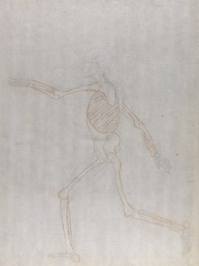 Tutkimus ihmishahmosta, sivuttaisnäkymä, vertailevasta anatomisesta esityksestä ihmiskehon rakenteesta tiikerin ja linnun rakenteen kanssa, 1795-1806 (grafiitti ja punainen liitu ohuella w tekijältä George Stubbs