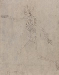 Tutkimus ihmishahmosta, sivuttaisnäkymä, vertailevasta anatomisesta esityksestä ihmiskehon rakenteesta tiikerin ja linnun rakenteeseen, 1795-1806 (grafiitti musteella raskaalla kudoksella tekijältä George Stubbs