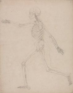 Tutkimus ihmishahmosta, sivuttaisnäkymä, vertailevasta anatomisesta esityksestä ihmiskehon rakenteesta tiikerin ja linnun rakenteeseen, 1795-1806 (grafiittia raskaalle kudospaperille) tekijältä George Stubbs