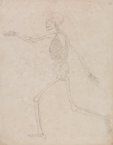 Tutkimus ihmishahmosta, sivuttaisnäkymä, vertailevasta anatomisesta esityksestä ihmiskehon rakenteesta tiikerin ja linnun rakenteeseen, 1795-1806 (grafiittia raskaalle kudospaperille) tekijältä George Stubbs