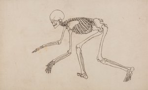 Tutkimus ihmishahmosta, sivuttaisnäkymä, vertailevasta anatomisesta esityksestä ihmiskehon rakenteesta tiikerin ja linnun rakenteen kanssa, 1795-1806 (kynä ja muste grafiitin päällä wov:ssa tekijältä George Stubbs