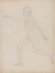 Tutkimus ihmishahmosta, sivuttaisnäkymä, vertailevasta anatomisesta esityksestä ihmiskehon rakenteesta tiikerin ja linnun rakenteeseen, 1795-1806 (grafiittia raskaalle kudospaperille) tekijältä George Stubbs